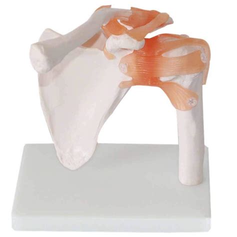 Buy Study Model Shoulder Joint Model Life Size Shoulder Joint Anatomy