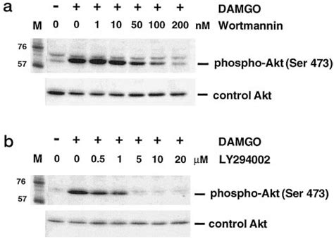 Damgo Induced Phosphorylation Of Akt At Ser Is Blocked By Pi K