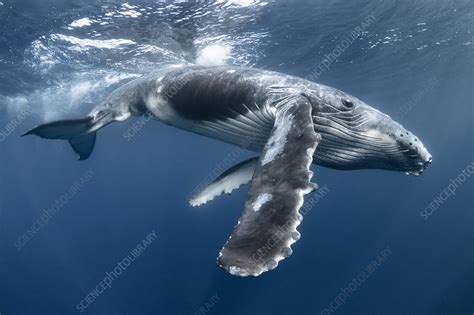 Humpback whale male calf playing at ocean surface - Stock Image - C051 ...