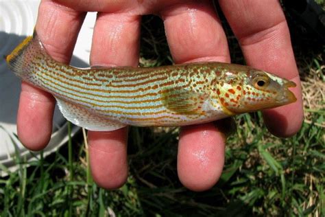 Fish Of Ohio Meet Some Of The Most Beautiful Strange Inhabitants Of