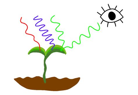 Sunlight in Photosynthesis — Role & Importance - Expii