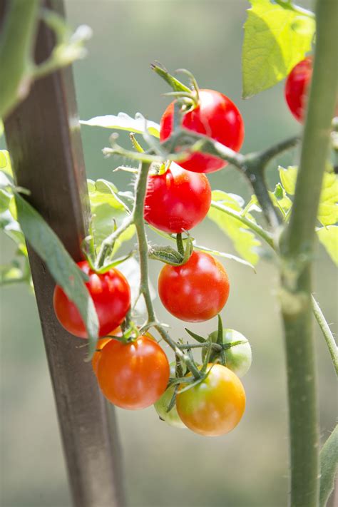 Select the Best Tomatoes for Your Garden and Table