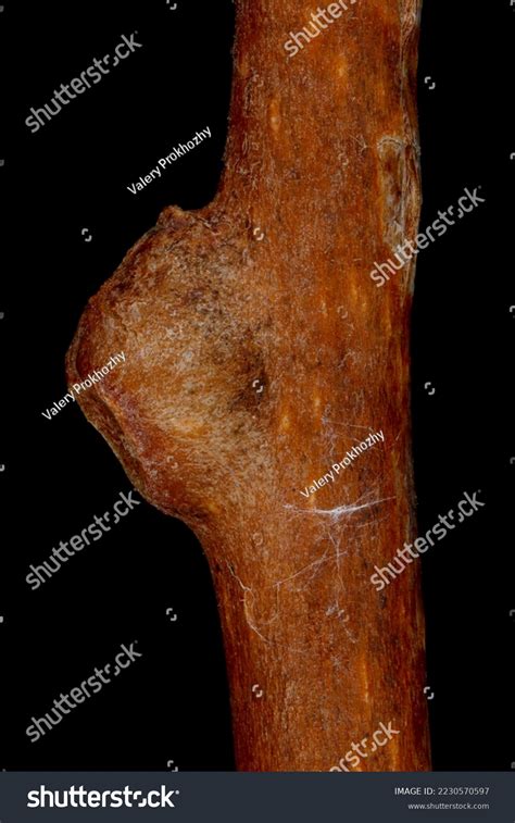 Hardy Kiwi Actinidia Arguta Lateral Leaf Stock Photo 2230570597