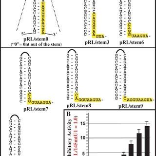 Effect of secondary structure on U1-binding site inhibition. (A) The ...