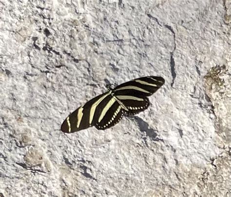 Heliconius Charithonia Vazquezae From Cancun Chetumal Km Bahia