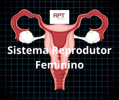Onde Ocorre A Fecundação No Sistema Reprodutor Feminino
