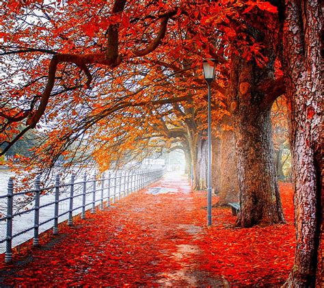 Autumn Walkway Fall Landscape Leaves Nature Outside Park