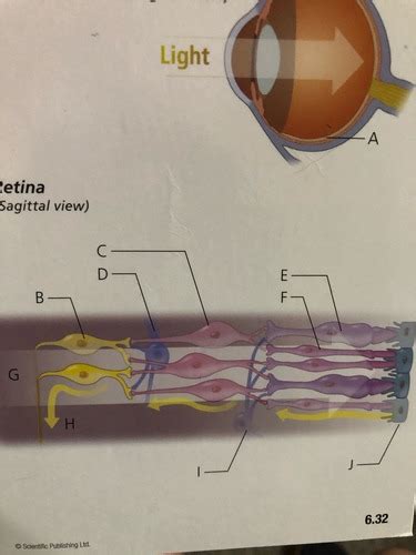 Eye Retina Flashcards Quizlet