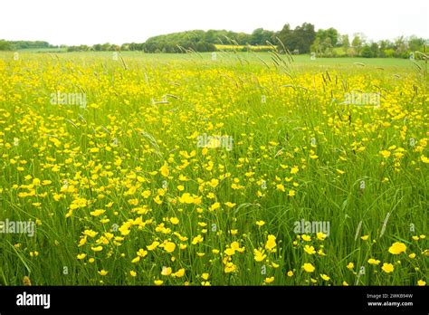 Meadow Buttercups Ranunculus Acris Wild Flowers Growing In A Field In