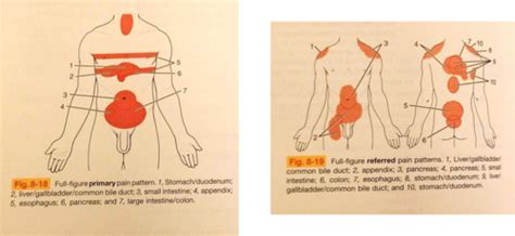 The Hepatic Pancreatic And Biliary Systems Flashcards Quizlet