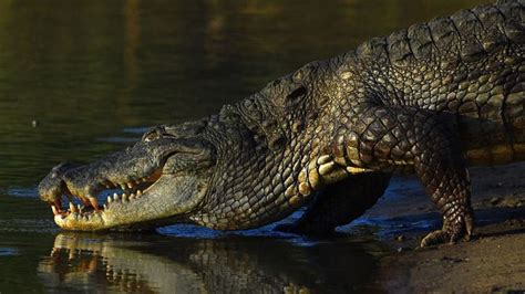 Military Helicopter Sparks Crocodile Sex Frenzy In Australia Outkick Outkick