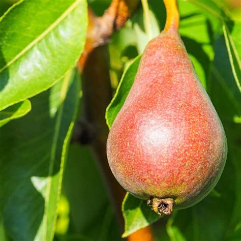 Comice Pear Tree – Food Forest & Green Living Engineers