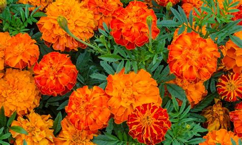 Бархатцы обеззараживают почву и борются с вредителями в огороде