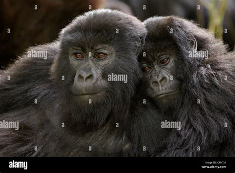 Two Juvenile Mountain Gorillas Gorilla Gorilla Beringei Of The