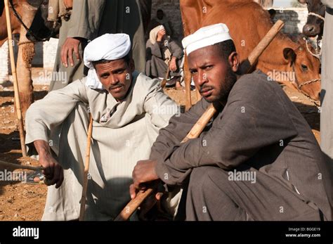 Egyptian Cattle Hi Res Stock Photography And Images Alamy