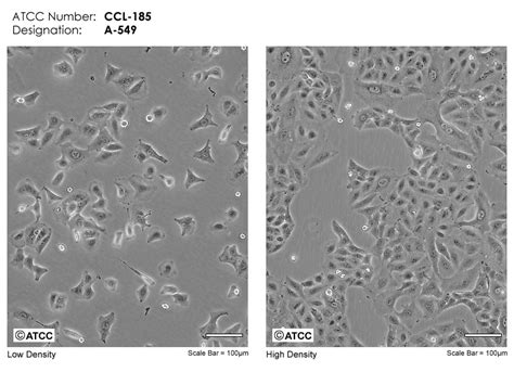 A549 Ccl 185 Atcc