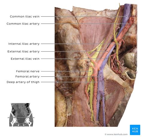 Pelvic veins, lymphatics and nerves: Anatomy and drainage | Kenhub