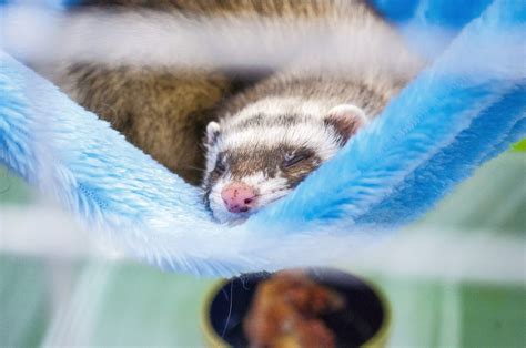 8 Essential Ferret Care Tips for New Ferret Owners - Best Family Pets