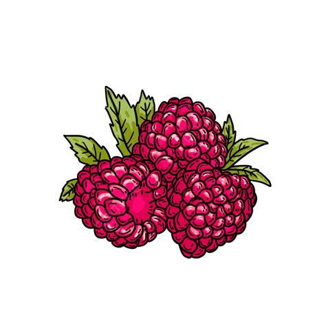 Raspberry Fruit Png Image Delicious Fruit Raspberry Illustration