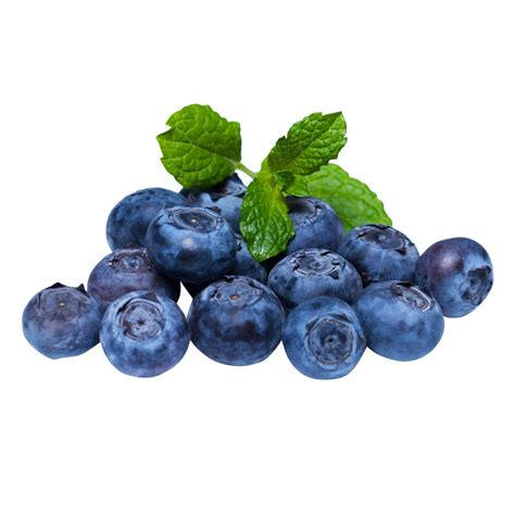 fresh blueberry botanica
