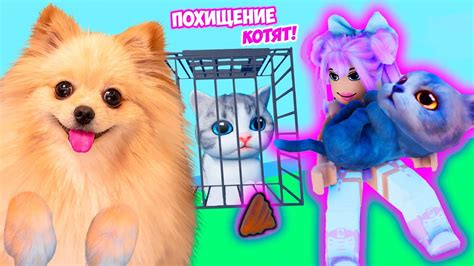 ПОХИЩЕНИЕ КОТЯТ В РОБЛКОС ! СОБРАЛА ЦЕЛЫЙ ДОМ КОТЯТ ROBLOX - YouTube