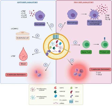 Overview Of Pro And Anti Inflammatory Functions Of Extracellular