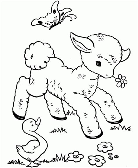 Free Printable Sheep Coloring Pages For Kids