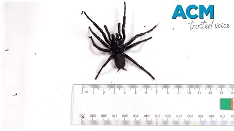 Is This Australias Largest Funnel Web Spider Daily Liberal Dubbo Nsw