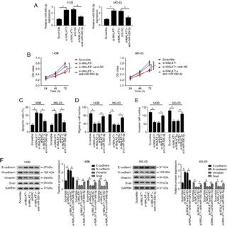 Inhibition Of Mir P Reverses The Effects Of Malat Knockdown On