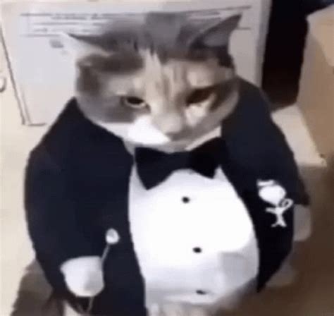 Fat Ass Cat In A Tuxedo Cat Image Meme Fat Ass Cat In A Tuxedo Cat In A Tuxedo Cat Image