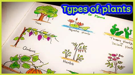 Types Of Plants Types Of Plant Drawing Different Types Of Plant