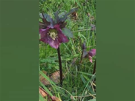 Морозник абхазский! - YouTube