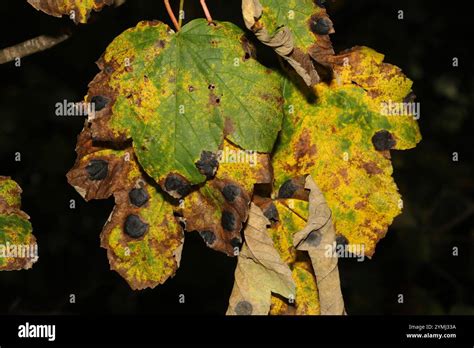 Black Tar Spot Rhytisma Acerinum Stock Photo Alamy