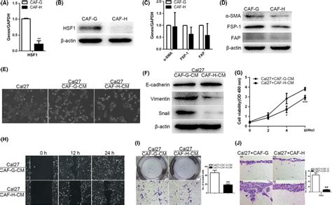 Heat Shock Factor 1 Hsf1 Knockdown In Cancer‐associated Fibroblasts Download Scientific