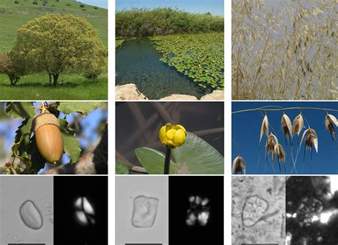 Paleo Diet Debunked: Ancient Humans Ate Plants, Study Shows : ScienceAlert