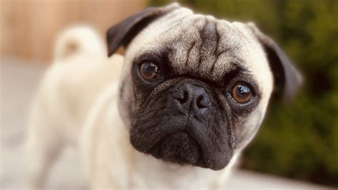 🍁 Pug🍁 (pug_aesthetics) - Profile | Pinterest