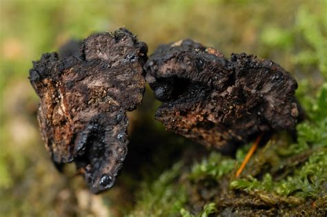 Склероции грибов (71 фото)