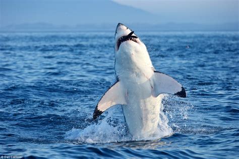 Great White sharks hunt seals in South Africa | Daily Mail Online