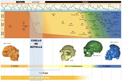 Los humanos casi se extinguieron hace unos 900 000 años