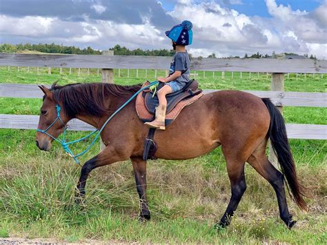 My - A Tribute to Copper 😇🐴🪽 One year ago we said goodbye to Copper