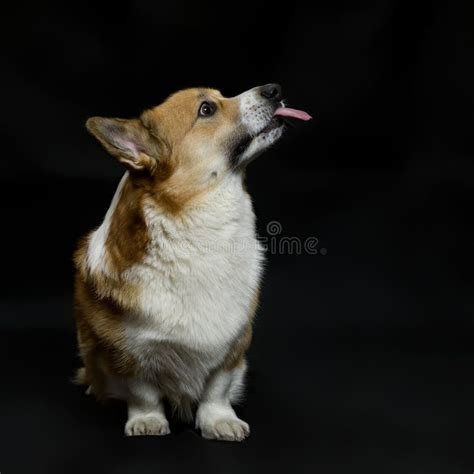 Perfil Lindo Cachorro Perro Corgi Pembroke Lamiendo Sentado En Un Fondo