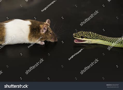 mouse  rat image images stock  vectors shutterstock