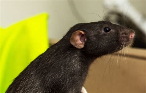 Pet Rat Breed & Varieties: Types of Pet Rats (Pictures)