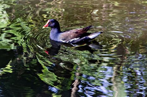 Moorhen Bird Lake - Free photo on Pixabay - Pixabay