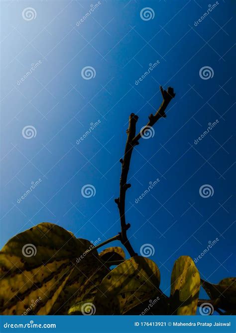 Alone struggling for life stock image. Image of life - 176413921