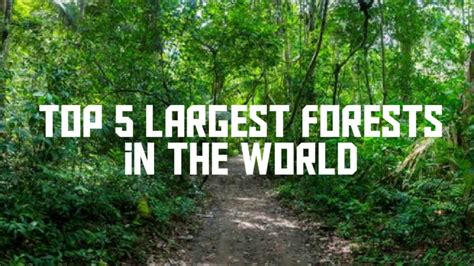 Top Largest Forests In The World Youtube