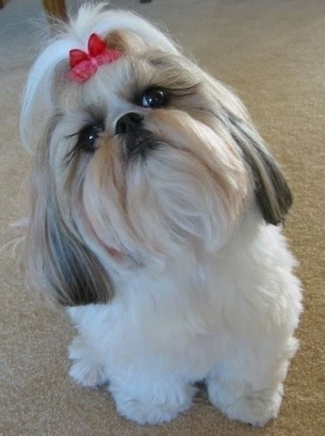 20 Best Shih Tzu Haircuts Lion Cut Shih Tzu Haircuts 2025 Guide
