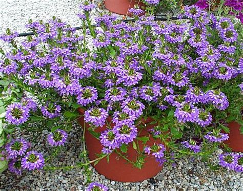 Сцевола (Scaevola aemula), садовые цветы