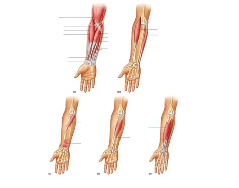 Muscles Of The Arm And Forearm Quiz