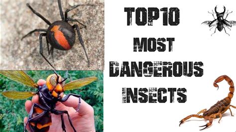 Top 10 Most Dangerous Insects In The World The Mysterious World Zohal